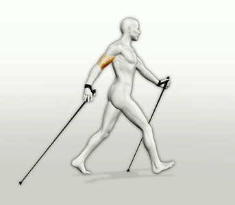 nordic_walker